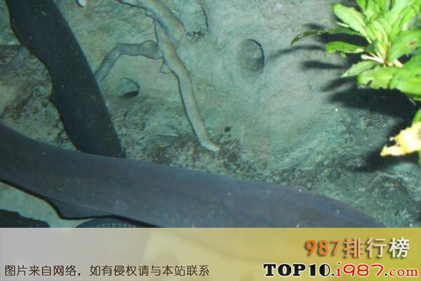 十大最凶猛的观赏鱼之电鳗