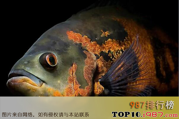 十大最凶猛的观赏鱼之地图鱼
