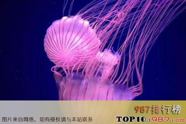十大世界上最毒的水母之伊鲁坎吉水母