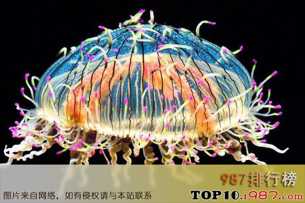 十大世界上最毒的水母之花笠水母
