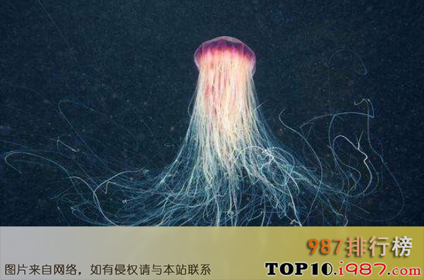 十大世界上最毒的水母之北极霞水母