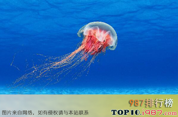 十大世界上最毒的水母之发形霞水母