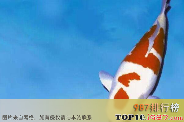 十大世界最贵的观赏鱼之锦鲤楼兰