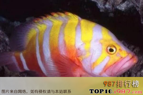 十大世界最贵的观赏鱼之澳洲金龟鲈鱼