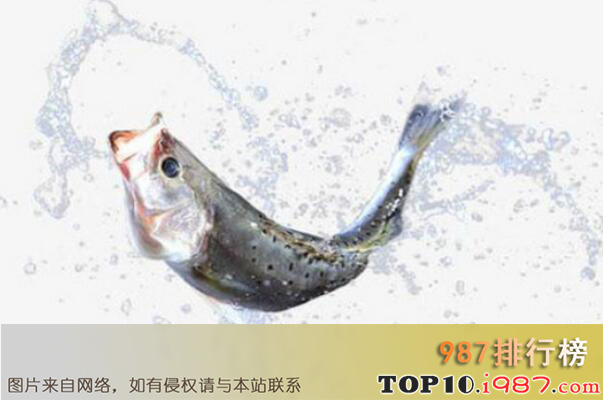 十大世界最贵的观赏鱼之海王星石斑