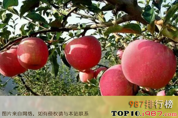 十大山西最有名土特产之吉县苹果
