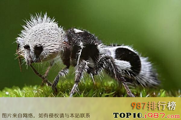 十大酷似外星生物的神奇动物之熊猫蚂蚁