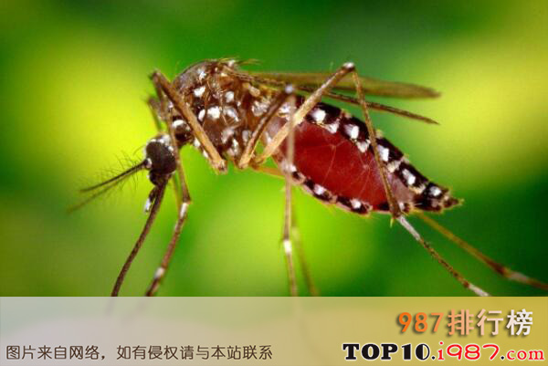 世界十大繁殖能力最强的动物之蚊子