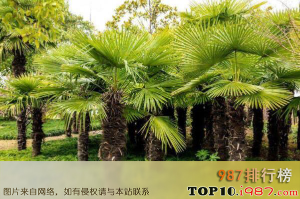 十大最受欢迎的庭院植物之棕榈