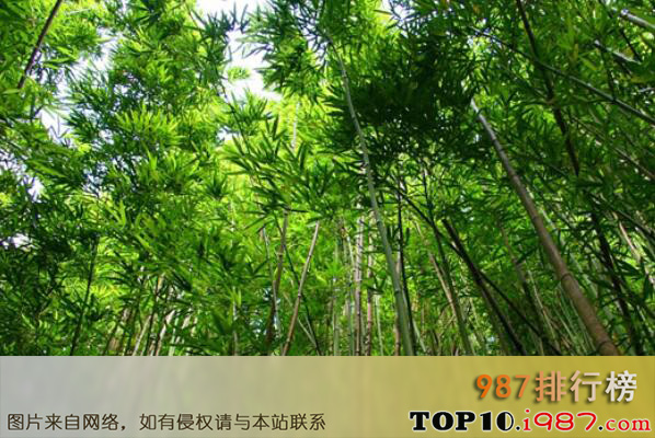 十大最受欢迎的庭院植物之竹子