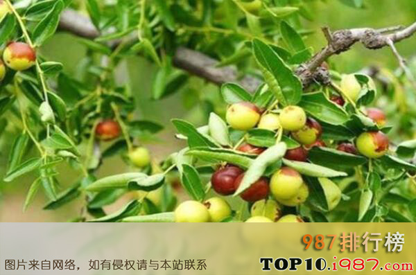 十大最受欢迎的庭院植物之枣树