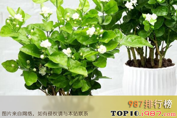 十大最受欢迎的室内绿植之茉莉花