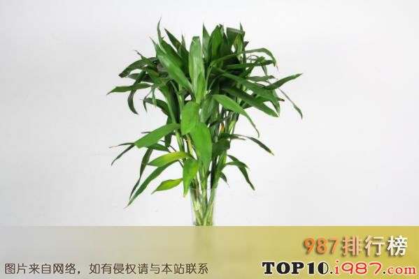 十大最受欢迎的室内绿植之富贵竹