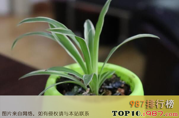 十大最受欢迎的室内绿植之吊兰