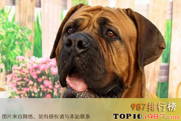 十大世界体型最大的犬类之马士提夫獒犬