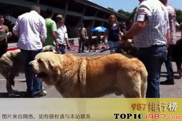 十大世界体型最大的犬类之西班牙獒