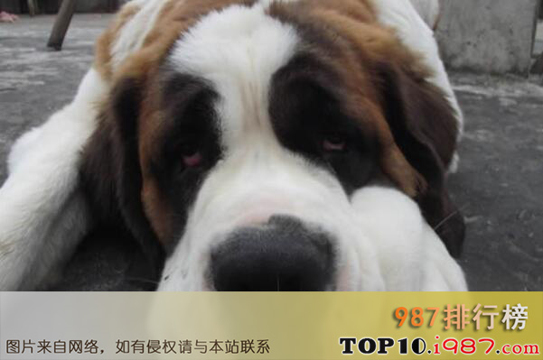 十大世界体型最大的犬类之圣伯纳犬
