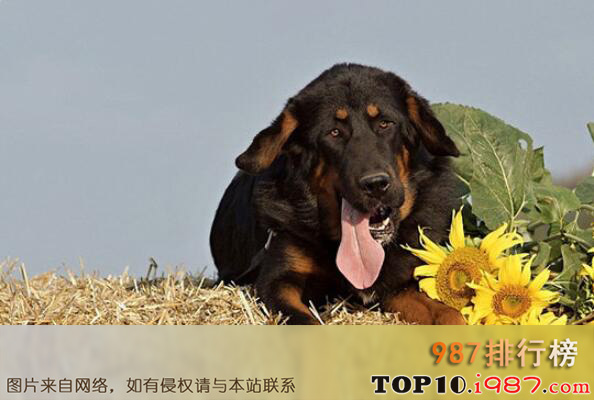 世界体型最大的十大犬类之藏獒