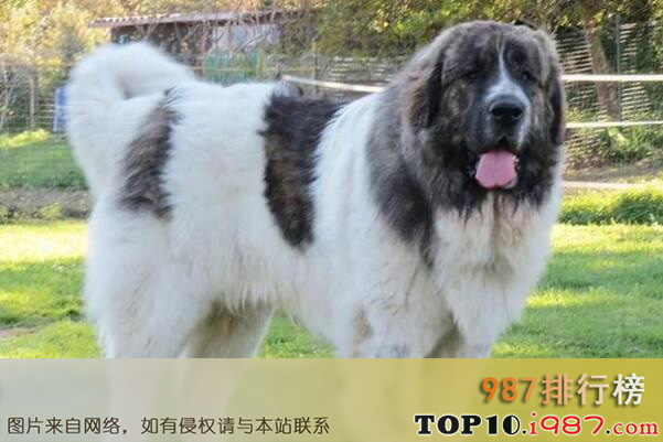 十大世界体型最大的犬类之比利牛斯獒犬