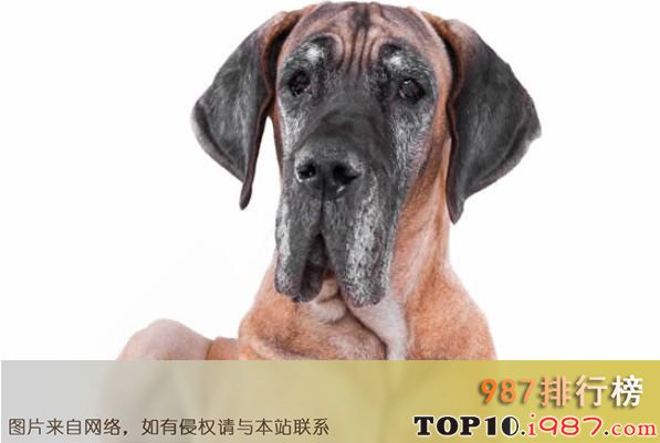 十大世界体型最大的犬类之大丹犬