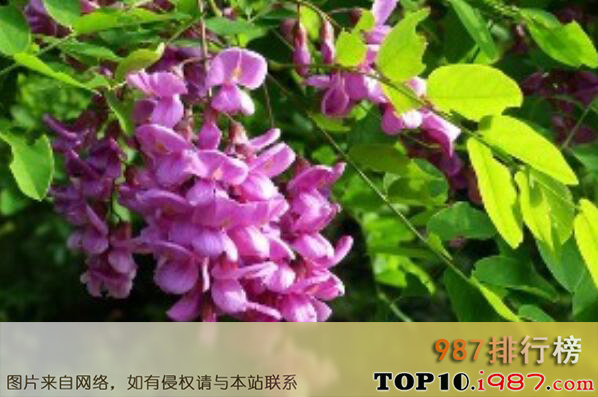 十大世界最危险的花之紫穗槐