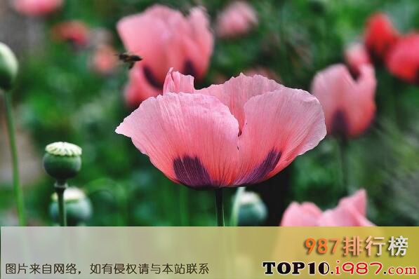 十大世界最危险的花之罂粟花