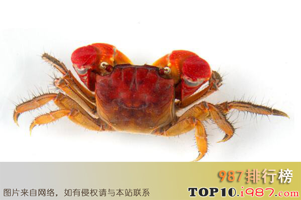十大最适合新手养的宠物蟹之红螯相手蟹