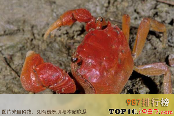 十大最适合新手养的宠物蟹之中华仿相手蟹
