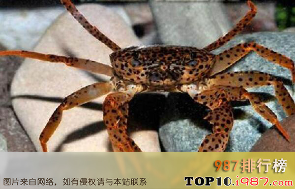 十大最适合新手养的宠物蟹之豹斑束腹蟹