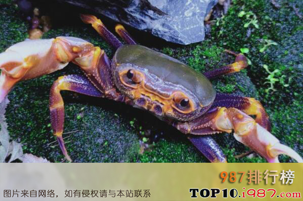十大最适合新手养的宠物蟹之南海溪蟹