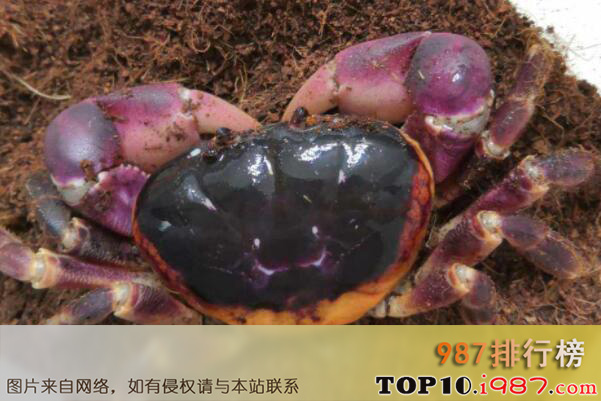 十大最适合新手养的宠物蟹之紫地蟹