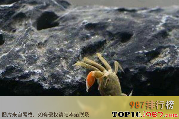 十大最适合新手养的宠物蟹之谭氏泥蟹