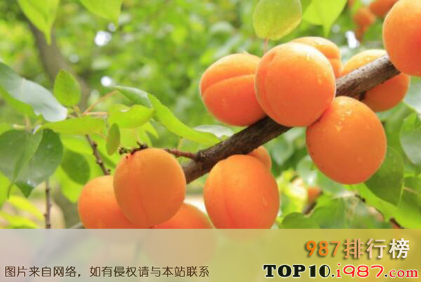 十大新疆知名特色农产品之英吉沙杏