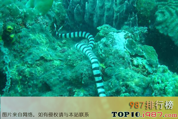 十大最毒的海蛇之艾基特林海蛇