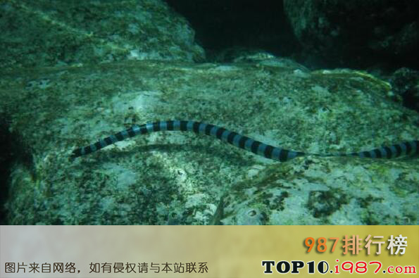 十大最毒的海蛇之裂颏海蛇