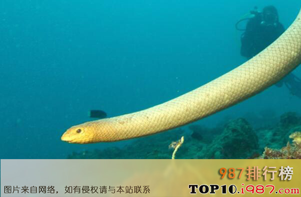 十大最毒的海蛇之橄榄海蛇