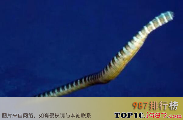 十大最毒的海蛇之棘鳞海蛇