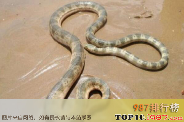 十大最毒的海蛇之印澳海蛇