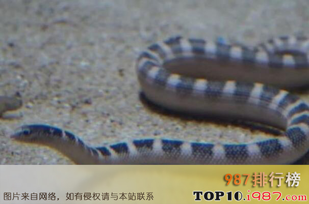 十大最毒的海蛇之淡灰海蛇