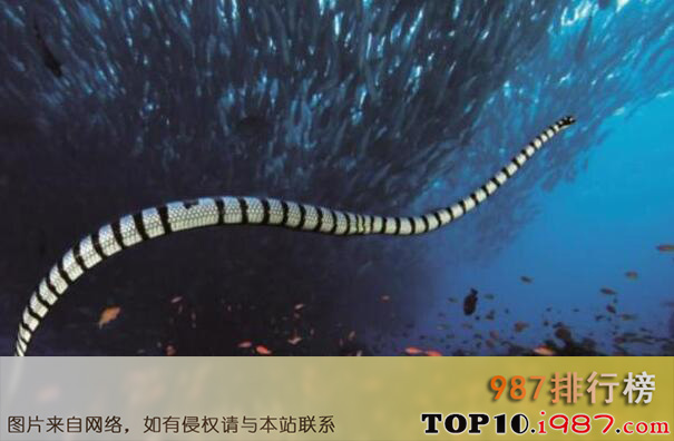 十大最毒的海蛇之杜氏剑尾海蛇