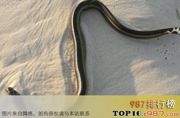 十大最毒的海蛇之长吻海蛇