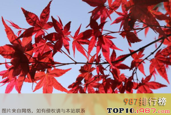 十大最出名的盆景树种之红枫