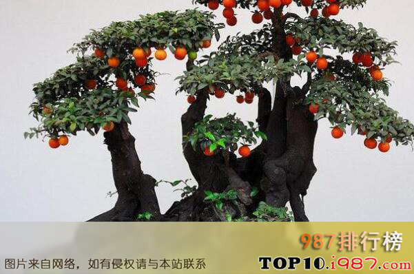 十大最出名的盆景树种之金弹子树
