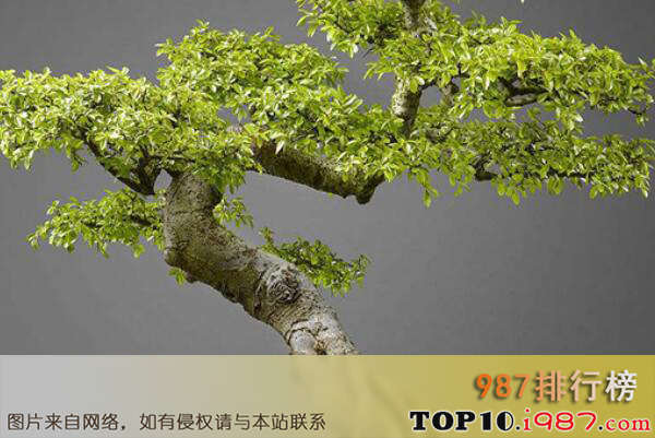 十大最出名的盆景树种之榆树