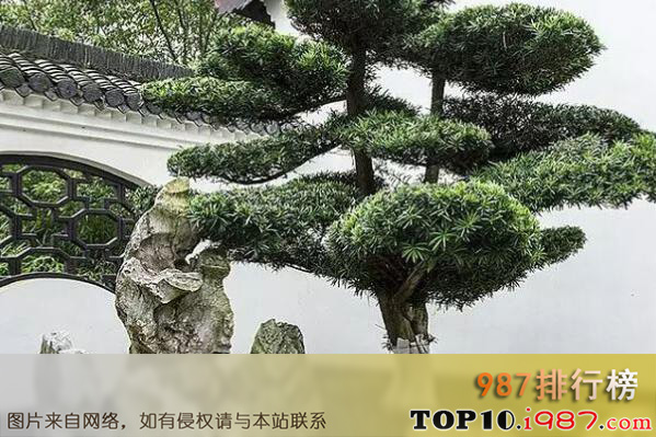 十大最出名的盆景树种之罗汉松
