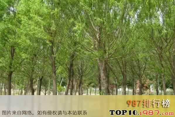十大最耐旱的绿化树种之旱柳