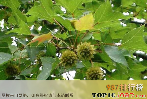 十大最耐旱的绿化树种之枫香树