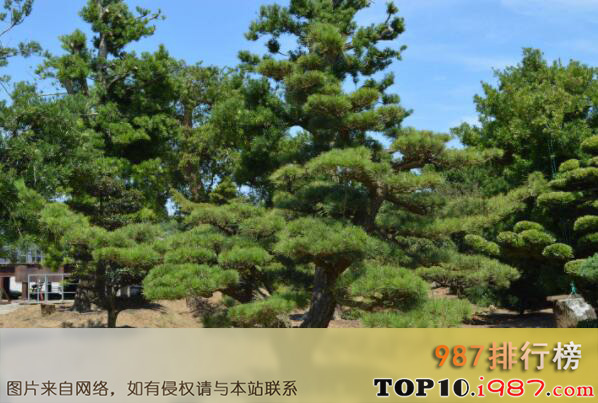 十大最耐旱的绿化树种之黑松