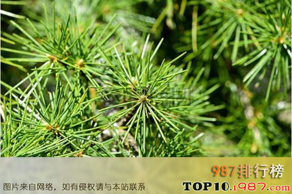 十大最耐旱的绿化树种之雪松