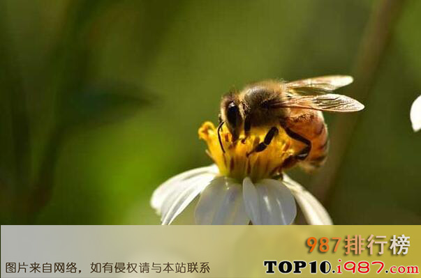 十大世界繁衍能力最强动物之蜜蜂